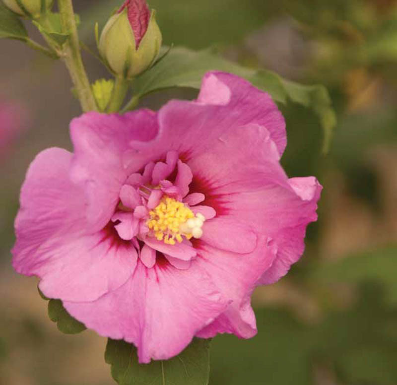 Hibiscus Syriacus First Editions® Tahiti™ (Rose Of Sharon)